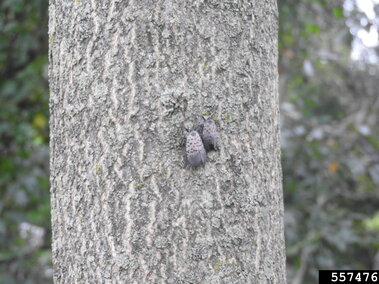 Two spotted lantern flies resting on tree of heaven in a forest setting.