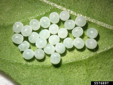 Cluster of small, translucent green eggs on a textured green leaf.