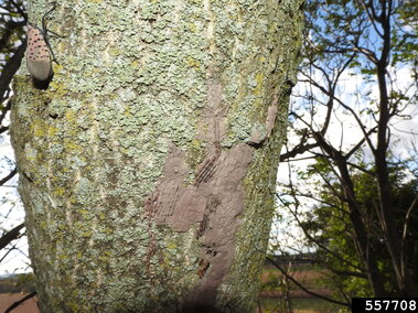 Tree trunk with spotted lanternfly egg masses and a spotted lanternfly on the left, surrounded by trees and sky.