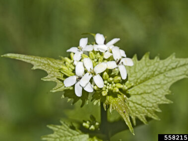 Flowering garlic mustard with jagged green leaves in sunlight against a blurred green background.