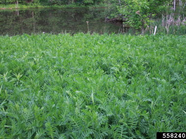 A large, dense group of common tansy plants growing along the Iron River in Michigan