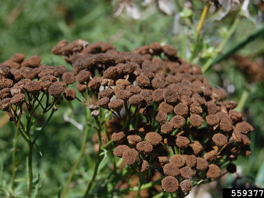 Dormant common tansy flowers