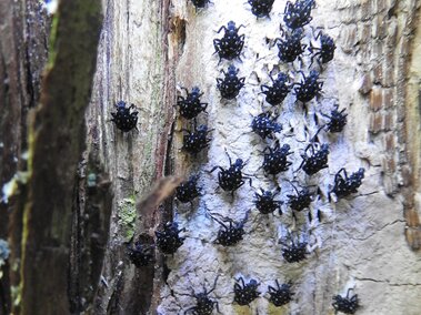 Cluster of black spotted lanternfly nymphs on a decayed tree trunk with textured bark.