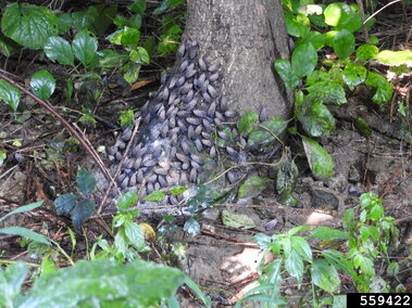 Cluster of spotted lanternflies gathered on the base of a tree trunk, surrounded by lush green foliage.