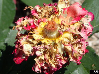 Wilted rose with dried, discolored petals showing yellow, pink, and brown, surrounded by green leaves.