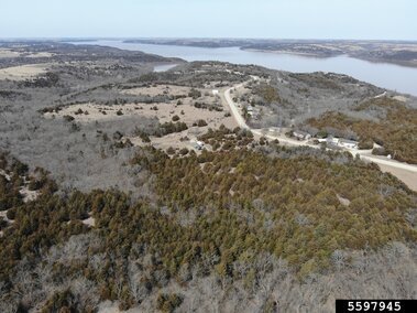 An aerial view of a woodland area infested with eastern redcedar