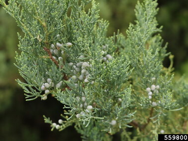 A closeup of the cylindrical, pale blue fruit on an eastern redcedar tree