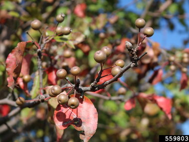 Fruit on the branch of a callery pear tree