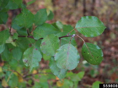 A closeup of the dark green surface on the top of callery pear tree leaves