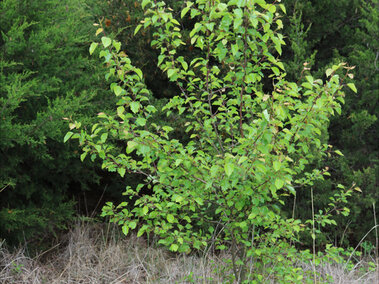 A callery pear tree with its visible green foliage near some dried grasses and cedar trees in a wooded area