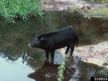 A black feral hog standing in shallow water near grass and a muddy riverbank.