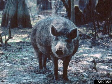Wild boar standing in a forest with shadowed trees and scattered vegetation.
