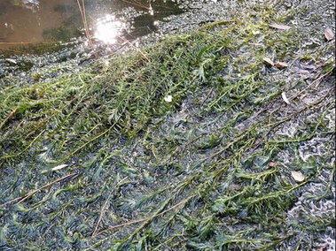 Clumps of Brazilian waterweed found growing in a swamp-like area