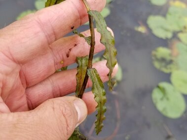 An individual holding a curly-leaf pondweed plant.