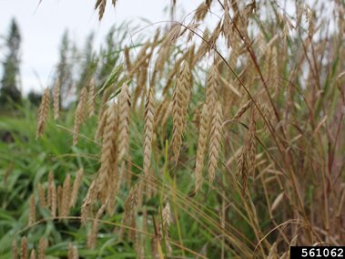 Japanese brome in a field with tall green grasses and trees in the background.