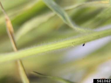 Close-up of green grass stems with fine hairs, blurred background.