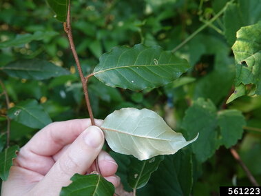 An individual showing the silvery white underside of an autumn olive leaf and the bright green leaftop