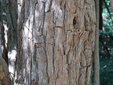 Rough, textured tree bark in a sunlight-dappled forest setting.