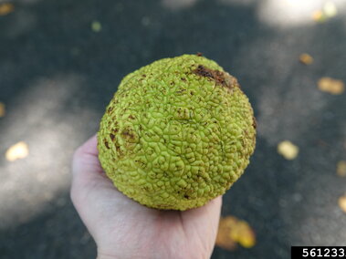 Hand holding a green, textured fruit outdoors on a paved surface with scattered leaves.