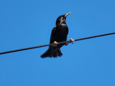 Starling perched on a wire against a clear blue sky.