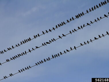 European starlings perched on power lines against a blue sky.