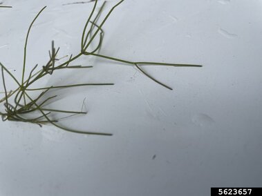 A closeup of starry stonewort stems and foliage.