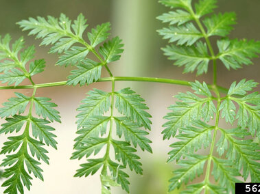 Poison hemlock leaves with delicate patterns, set against a blurred background.