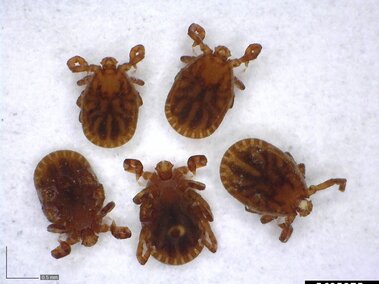 Five brown ticks on a white surface, magnified detail showing their legs and textured bodies.