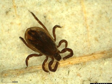 Brown tick with legs spread out, viewed under magnification on a beige surface.