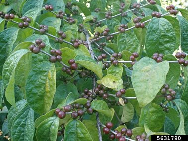 An amur honeysuckle bush with its green leaves and purple berries visible