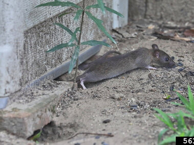 Brown rat on dirt near a wall with scattered greenery.