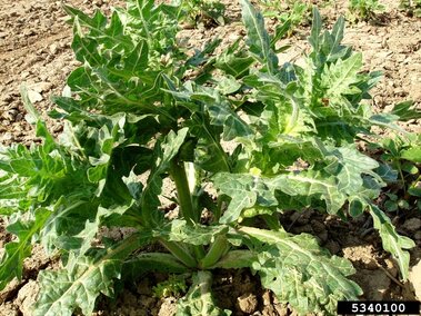 Henbane plant with spiky green leaves growing in dry, brown soil.