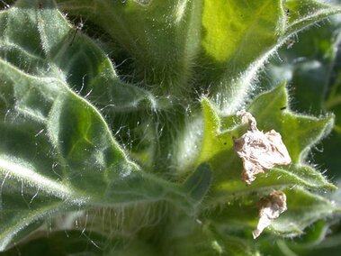 Green, hairy leaves with dried flower petals attached.