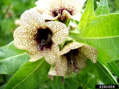 Pale yellow flowers with dark purple centers, purple veined petals, surrounded by vibrant green leaves.
