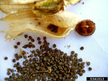 Brown seeds scattered on a white surface near dried plant fruits.