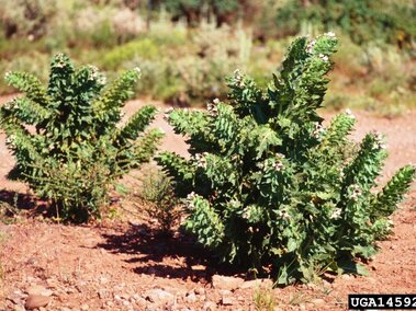 Two green leafy plants with small pale yellow flowers growing in a dry, reddish soil landscape.