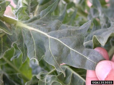 Green serrated leaf with white mid-vein and small hairs held at tip by fingers. 