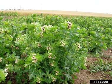 Flowering green plants in a field with yellow crops in the background.
