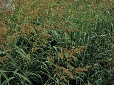 Tall Johnsongrass with flowering heads in a field with mountains and clouds in the background.