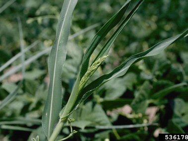 Green grassy plant stem with thin leaves in a field of vegetation.