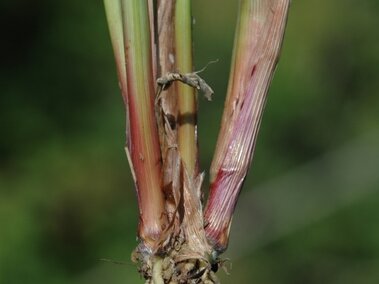 Close-up of plant stems with roots exposed, showing reddish coloration near the base.
