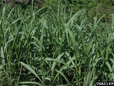 Tall, green Johnsongrass growing densely in a natural outdoor setting.