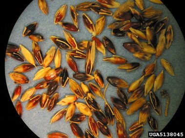 Yellow-orange to black elliptic, flat seeds on a blue surface.