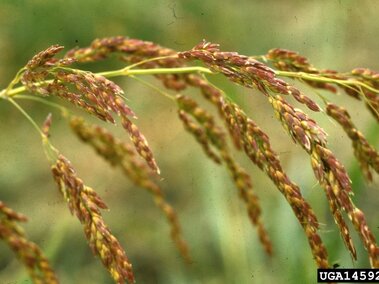 Brown and green seed heads of grass drooping against a blurred green background.