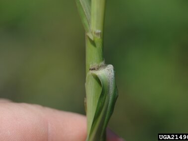 Stem of a plant with folded leaves and visible node, held by fingers against a blurred background.