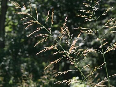 Tall grass with thin seed heads in a lush green forest setting.