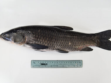 A juvenile black carp fish