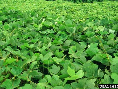 Dense green foliage of a kudzu vine covering the ground and extending into the distance.