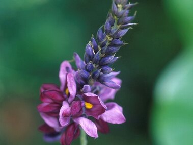 Purple and pink flower cluster with green blurred background.