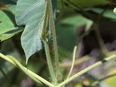 Green vine plant with hairy stems and broad leaves in natural sunlight.